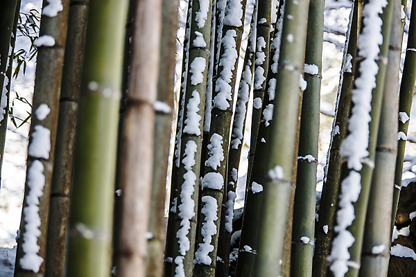 포토 JPG 주간 겨울 풍경 사람없음 야외 눈 소프트포커스 전라남도 대나무 대나무숲 담양 소쇄원 겨울풍경 국내포토 자연요소 나무 계절 날씨 촬영기법 숲 전라도 명승지 파일형식