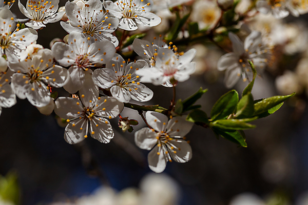 포토 JPG 해외이미지 나무 식물 계절 공원 꽃잎 꽃 백그라운드 잎 꽃무늬 자연 하늘 사람없음 야외 가로 초록색 파란색 뷰티 정원 맑음 봄 성장 벚꽃 흰색 나뭇가지 신선 개화 체리 사과 자두 내추럴 꽃수술 막자 살구 취급주의 해외포토 공공시설 컬러 무늬 과일 날씨 경고 생태계 파일형식 이미지허브