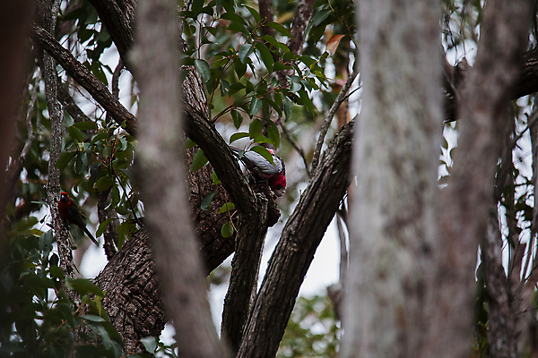 포토 JPG 해외이미지 나무 동물 1 야생동물 분홍색 백그라운드 자연 조류 하늘 사람없음 야외 파란색 컬러풀 뷰티 장미 회색 나뭇가지 쌍 호주 앵무새 남쪽 내추럴 서쪽 유칼립투스 해외포토 식물 꽃 컬러 오세아니아 방향 생태계 파일형식 이미지허브