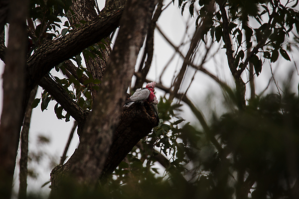 포토 JPG 해외이미지 나무 동물 1 야생동물 분홍색 백그라운드 자연 조류 하늘 사람없음 야외 파란색 컬러풀 뷰티 장미 회색 나뭇가지 쌍 호주 앵무새 남쪽 내추럴 서쪽 유칼립투스 해외포토 식물 꽃 컬러 오세아니아 방향 생태계 파일형식 이미지허브