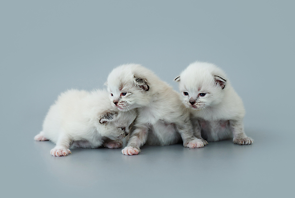 포토 JPG 해외이미지 새끼 회색배경 실내 세마리 사람없음 반려동물 귀여움 고양이 반려묘 랙돌 해외포토 동물 백그라운드 컨셉 포유류 3 내부 회색 파일형식 이미지허브