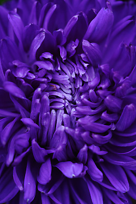 포토 JPG 해외이미지 모양 식물 계절 꽃잎 꽃 줄기 분홍색 잎 꽃무늬 오렌지 자연 국화 사람없음 빨간색 초록색 컬러풀 노란색 환경 정원 보라색 벚꽃 가을 침대 개화 달리아 원예 데이지 아로마 진홍색 시들음 녹색배경 작약 해외포토 컬러 가구 백그라운드 무늬 과일 취미 생태계 파일형식 이미지허브