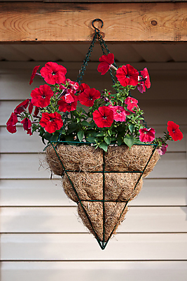 포토 JPG 해외이미지 식물 꽃 벽 매달리기 사람없음 빨간색 여름 뷰티 정원 냄비 그림 피튜니아 해외포토 계절 컬러 모션 솥 파일형식 이미지허브