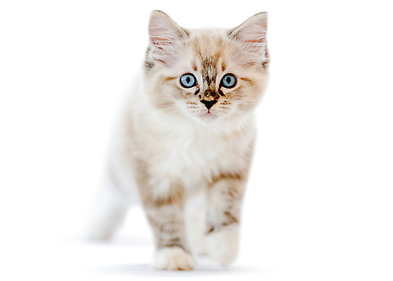 포토 JPG 해외이미지 한마리 응시 실내 사람없음 아웃포커스 반려동물 귀여움 고양이 흰배경 반려묘 랙돌 해외포토 동물 1 시선 백그라운드 컨셉 포유류 촬영기법 내부 흰색 파일형식 이미지허브