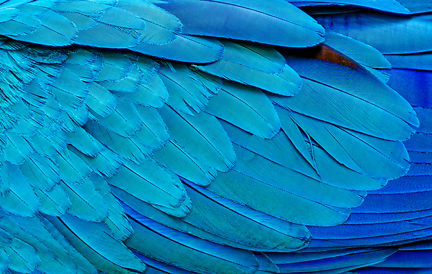 포토 JPG 해외이미지 동물 야생동물 백그라운드 패턴 날개 자연 조류 추상 열대 동물원 사람없음 장식 파란색 반려동물 컬러풀 뷰티 활발 젖음 닫기 깃털 묘사 질감 부리 앵무새 솜털 내추럴 강렬 동물상 아마존 이국적 해외포토 컬러 컨셉 무늬 모션 조형물 생태계 파일형식 이미지허브