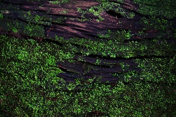 포토 JPG 해외이미지 식물 디자인 외관 벽 백그라운드 잎 패턴 자연 벽지 표면 추상 이끼 사람없음 야외 내부 장식 초록색 물 환경 젖음 촉촉함 성장 신선 닫기 습지 숲 묘사 질감 내추럴 고립 곰팡이 순록 옛날 해외포토 자연요소 컬러 무늬 모션 생태계 파일형식 이미지허브