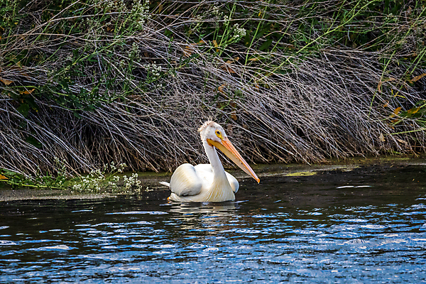 포토 JPG 해외이미지 동물 호수 북아메리카 자연 조류 사람없음 야외 가로 컬러풀 미국 닫기 펠리컨 캘리포니아 명승지 카피스페이스 해외포토 컬러 모션 아메리카 풍경 공백 생태계 파일형식 이미지허브