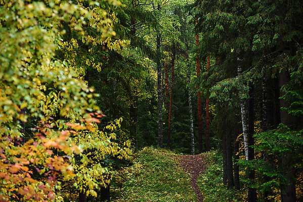 포토 JPG 해외이미지 나무 식물 계절 공원 길 백그라운드 낙엽 잎 오렌지 자국 자연 아침 이야기 풍경 사람없음 야외 목재 초록색 빛 컬러풀 햇빛 태양 걷기 환경 일몰 새벽 안개 가을 소나무 황무지 황금 저녁 숲 신비 장면 10월 내추럴 삼림지대 해외포토 주간 자연요소 공공시설 컬러 컨셉 과일 재료 모션 날씨 노을 날짜 야간 생태계 파일형식 이미지허브