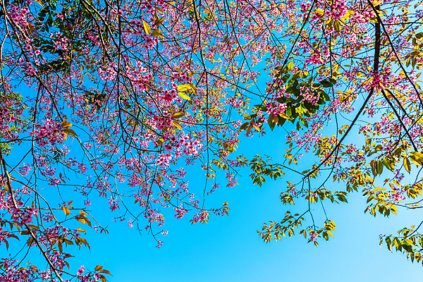 포토 JPG 해외이미지 나무 식물 계절 공원 꽃잎 꽃 아시아 분홍색 여행 백그라운드 잎 겨울 꽃무늬 태국 자연 하늘 건강 사람없음 야외 장식 초록색 파란색 컬러풀 뷰티 정원 일본 봄 낭만 벚꽃 흰색 나뭇가지 신선 개화 체리 내추럴 해외포토 공공시설 나라 컬러 컨셉 무늬 과일 생태계 파일형식 이미지허브