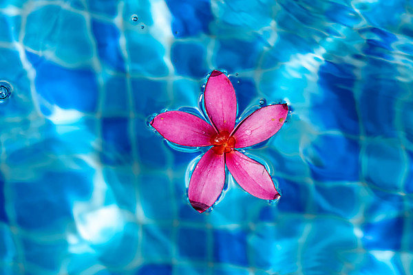 포토 JPG 해외이미지 꽃잎 꽃 분홍색 잎 꽃무늬 자연 사람없음 빨간색 초록색 물 여름 파란색 빛 햇빛 태양 뷰티 반사 수영 투명 순수 터키석 해외포토 자연요소 식물 계절 컬러 컨셉 무늬 수상스포츠 보석 생태계 파일형식 이미지허브