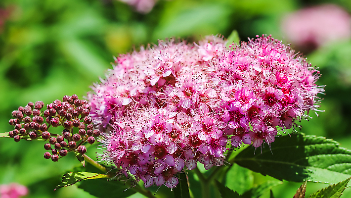 포토 JPG 해외이미지 식물 계절 꽃잎 꽃 분홍색 백그라운드 잎 꽃무늬 자연 휴가 사람없음 초록색 빛 햇빛 환경 정원 일본 맑음 봄 벚꽃 물방울 나뭇가지 신선 개화 떨어짐 소프트포커스 작음 관목 묘사 원예 보케 내추럴 블러 해외포토 나무 아시아 컬러 컨셉 무늬 날씨 촬영기법 취미 태양 크기 생태계 파일형식 이미지허브
