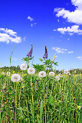 포토 JPG 해외이미지 주간 자연 하늘 사람없음 야외 맑음 민들레 민들레홀씨 해외포토 자연요소 꽃 날씨 생태계 파일형식 이미지허브