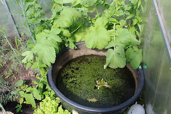 포토 JPG 해외이미지 나무 식물 디자인 계절 호수 백그라운드 단풍 잎 자연 아침 날씨 사람없음 야외 초록색 물 파란색 빛 강 뷰티 반사 환경 봄 젖음 추위 성장 마시기 나뭇가지 신선 숲 유기농 질감 서식지 내추럴 해외포토 주간 자연요소 웰빙 컬러 모션 생태계 파일형식 이미지허브