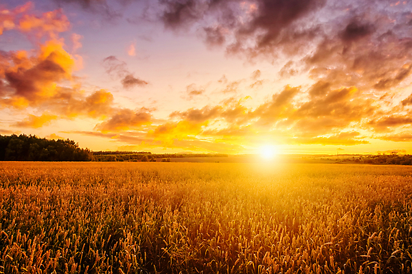 포토 JPG 해외이미지 밭 자연 하늘 사람없음 야외 햇빛 태양 농장 일출 시골 해외포토 자연요소 농업 노을 생태계 파일형식 이미지허브