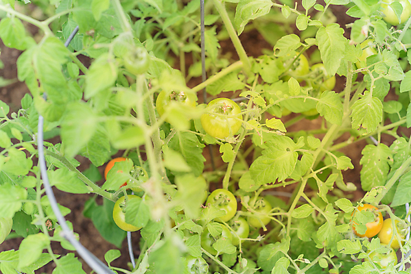 포토 JPG 해외이미지 나무 식물 백그라운드 잎 농업 토마토 채소 과일 자연 건강 사람없음 야외 빨간색 초록색 미국 수확 성장 나뭇가지 시골 신선 칵테일 원형 체리 작음 다발 유기농 원예 날것 포도나무 철사 새장 커뮤니티 비타민 내추럴 뒤뜰 밭일 숙성 식용 온실 채식주의자 텍사스 세련 해외포토 도형 웰빙 산업 컬러 북아메리카 주류 취미 크기 과일나무 생태계 채식 영양소 케이지 파일형식 이미지허브
