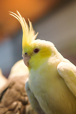 포토 JPG 해외이미지 동물 디자인 커플 행복 야생동물 백그라운드 날개 오렌지 가족 자연 조류 앉기 사람없음 빨간색 초록색 파란색 반려동물 컬러풀 뷰티 노란색 흰색 나뭇가지 그룹 작음 깃털 부리 앵무새 새장 고립 이국적 잉꼬 해외포토 나무 감정 컬러 과일 관계 모션 크기 생태계 케이지 파일형식 이미지허브