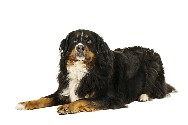 포토 JPG 해외이미지 동물 응시 백그라운드 포유류 털 사람없음 반려동물 눕기 갈색 검은색 우정 만지기 올려보기 흰색 양치기 개 스위스 흰배경 알프스 귀 안락의자 솜털 송곳니 거짓말 경보 고립 동반자 바로크 신앙심 유래 주목 지능 충실 쓰다듬기 차단 해외포토 직업 시선 유럽 컬러 의자 모션 신체부위 친구 치아 파일형식 이미지허브