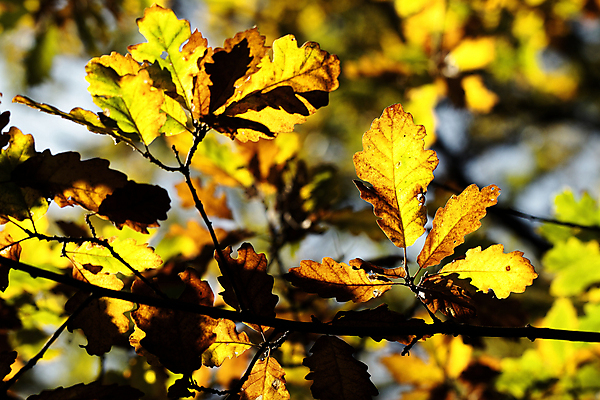 포토 JPG 해외이미지 나무 식물 계절 공원 백그라운드 잎 오렌지 자연 풍경 사람없음 야외 목재 빨간색 초록색 여름 뷰티 갈색 노란색 가을 흰색 나뭇가지 숲 묘사 내추럴 해외포토 공공시설 컬러 과일 재료 생태계 파일형식 이미지허브