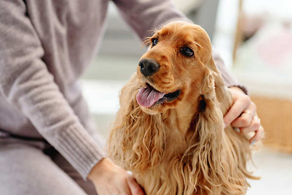 포토 JPG 해외이미지 응시 여자 실내 한명 상반신 성인 옆모습 반려동물 개 주인 잉글리시코커스패니얼 기르기 성인여자한명만 펫팸족 해외포토 동물 1 시선 뷰포인트 포유류 사람 내부 코커스패니얼 신조어 돌봄 여자한명만 성인여자만 파일형식 이미지허브