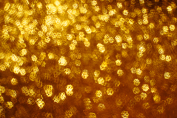 포토 JPG 해외이미지 디자인 백그라운드 크리스마스 겨울 패턴 탁자 추상 휴가 새로움 기념 요정 사람없음 장식 빛 갈색 노란색 검은색 축제 어둠 활발 흰색 신선 점 원형 신용카드 화려 황금 매끈함 연도 질감 보케 먼지 부드러움 공상 해외포토 도형 계절 기념일 컬러 가구 컨셉 무늬 금융 감각 파일형식 이미지허브