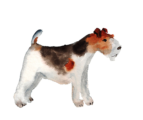 포토 JPG 해외이미지 동물 디자인 행복 실루엣 백그라운드 일러스트 포유류 자연 미술 사람없음 그래픽 반려동물 갈색 페인트 흰색 개 강아지 스케치 테리어 심볼 그림 사냥개 여우 고립 기르기 동물상 현실 해외일러스트 감정 컬러 문화예술 촬영기법 조형물 생태계 돌봄 파일형식 이미지허브