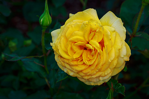 포토 JPG 해외이미지 꽃 산업 농업 자연 사람없음 야외 가로 컬러풀 한개 장미 봄 닫기 원예 카피스페이스 해외포토 식물 1 계절 컬러 모션 취미 공백 생태계 파일형식 이미지허브