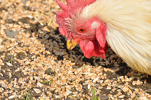 포토 JPG 해외이미지 동물 여자 음식 밭 농업 자연 조류 사람없음 야외 빨간색 농장 갈색 농사 치킨 가축 시골 먹이 낟알 자르기 밀 먹기 깃털 싱글 부리 내추럴 밭일 암탉 해외포토 산업 컬러 모션 곡류 사람 닭 암컷 생태계 닭고기요리 파일형식 이미지허브