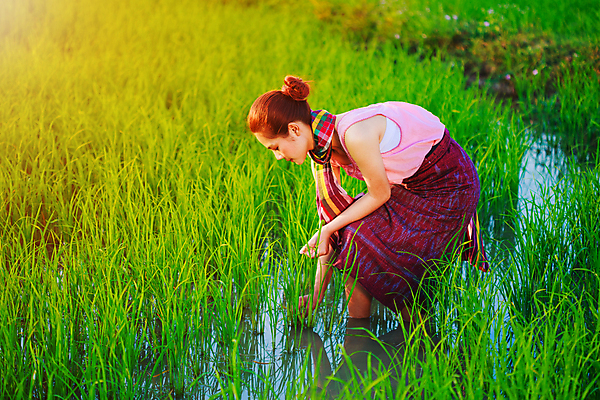 포토 JPG 해외이미지 식물 전통 여자 행복 아시아 문화 음식 농업 아프리카 태국 자연 밥 노동자 한명 사람 동양인 야외 초록색 물 농작물 농장 수확 성장 시골 업무 작업 농부 인도인 유기농 베트남 논밭 밭일 해외포토 자연요소 외국인 직업 1 웰빙 감정 나라 산업 컬러 밭 논 인종 동남아시아 생태계 파일형식 이미지허브