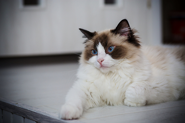 포토 JPG 해외이미지 동물 백그라운드 휴식 주택 털 표정 건강 종류 사람없음 목재 파란색 반려동물 고양이 흰색 잠 작음 얼룩무늬 솜털 조립 거짓말 기르기 유래 총구 스라소니 해외포토 나무 컬러 컨셉 무늬 재료 포유류 건물 크기 돌봄 파일형식 이미지허브