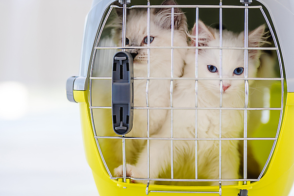 포토 JPG 해외이미지 두마리 실내 사람없음 아웃포커스 반려동물 귀여움 고양이 흰배경 반려묘 랙돌 해외포토 켄넬 반려용품 동물 백그라운드 컨셉 2 포유류 촬영기법 내부 흰색 오브젝트 파일형식 이미지허브