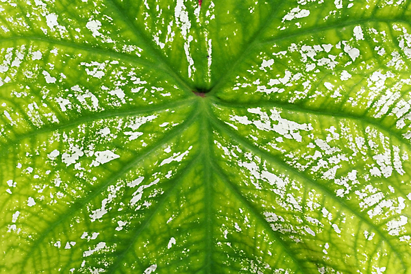 포토 JPG 해외이미지 식물 선 백그라운드 컨셉 잎 패턴 자연 건강 사람없음 초록색 환경 봄 성장 흰색 신선 변화 닫기 묘사 유기농 생태계 질감 심플 내추럴 광합성 대칭 생태학 엘리먼트 해외포토 웰빙 계절 교육 컬러 무늬 모션 파일형식 이미지허브