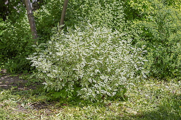 포토 JPG 해외이미지 식물 공원 백그라운드 잎 자연 사람없음 야외 장식 초록색 정원 흰색 신선 닫기 숲 관목 원예 내추럴 뒤뜰 영원 그리너리 해외포토 나무 공공시설 컬러 모션 취미 생태계 파일형식 트랜드컬러 이미지허브