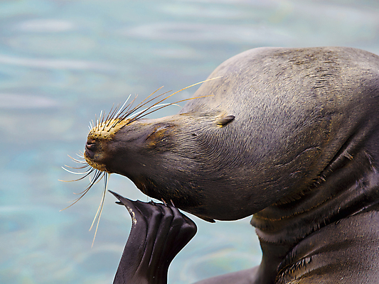 포토 JPG 해외이미지 동물 야생동물 바다 섬 포유류 자연 수염 털 사람없음 물 미국 남아메리카 물개 에콰도르 갈라파고스 멸종 파라다이스 해외포토 자연요소 북아메리카 아메리카 바다동물 생태계 파일형식 이미지허브