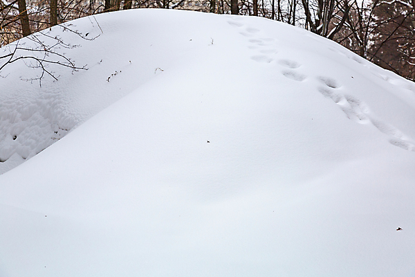 포토 JPG 해외이미지 주간 계절 공원 백그라운드 겨울 패턴 자연 표면 날씨 추상 거리 사람없음 야외 쌓기 냉동 얼음 추위 흰색 묘사 질감 서리 먼지 내추럴 뒤뜰 제설기 해외포토 자연요소 공공시설 컬러 무늬 모션 생태계 제설 파일형식 이미지허브