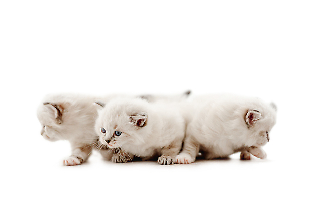 포토 JPG 해외이미지 응시 새끼 실내 세마리 사람없음 반려동물 귀여움 고양이 흰배경 반려묘 랙돌 해외포토 동물 시선 백그라운드 컨셉 포유류 3 내부 흰색 파일형식 이미지허브