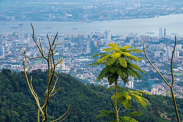 포토 JPG 해외이미지 나무 식물 공원 아시아 잎 꽃무늬 자연 날씨 따뜻함 풍경 사람없음 초록색 물 모래사장 침묵 최고 개울 습지 숲 허브 부식 타운 설정 말레이시아 내추럴 오아시스 이국적 해외포토 자연요소 공공시설 꽃 나라 바다 컬러 무늬 강 소리 도시 생태계 파일형식 이미지허브