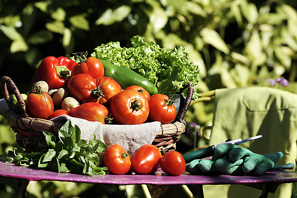 포토 JPG 해외이미지 계절 농업 토마토 채소 재료 탁자 감자 사람없음 빨간색 여름 바구니 정원 모임 변화 시장 선택 상추 다발 유기농 원예 날것 후추 모음 비타민 바질 내추럴 섞기 주키니호박 채식주의자 비건 해외포토 웰빙 산업 컬러 가구 컨셉 취미 향신료 채식 영양소 파일형식 이미지허브