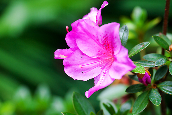 포토 JPG 해외이미지 식물 계절 꽃잎 꽃 줄기 분홍색 백그라운드 잎 2 꽃무늬 자연 매달리기 사람없음 야외 빨간색 세로 초록색 여름 컬러풀 뷰티 정원 보라색 봄 벚꽃 개화 자주색 꽃집 원예 꽃가루 내추럴 꽃수술 이국적 해외포토 컬러 무늬 모션 취미 상점 가루 생태계 파일형식 이미지허브