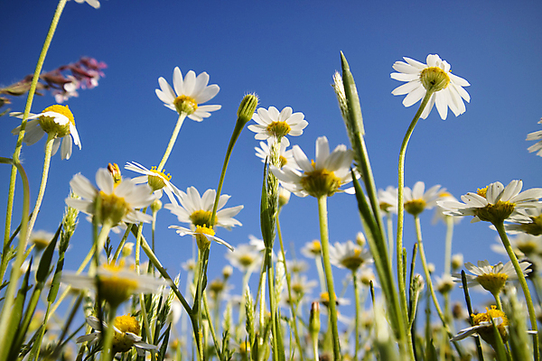 포토 JPG 해외이미지 식물 꽃잎 꽃 자연 사람없음 파란색 뷰티 정원 봄 신선 개화 작음 싱글 데이지 꽃가루 캐모마일 해외포토 계절 컬러 크기 가루 허브 생태계 파일형식 이미지허브