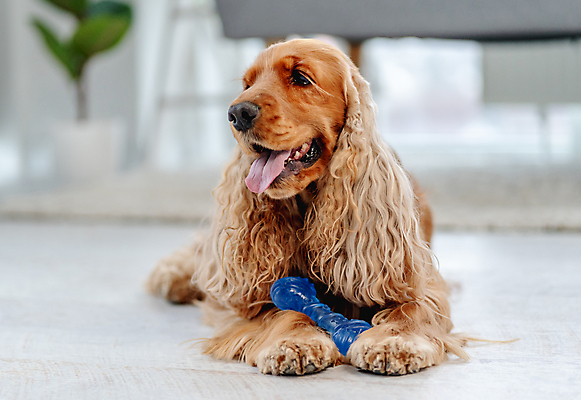포토 JPG 해외이미지 응시 실내 사람없음 반려동물 장난감 방 개 잉글리시코커스패니얼 개뼈다귀 펫팸족 해외포토 동물 시선 포유류 내부 코커스패니얼 신조어 애견간식 파일형식 이미지허브