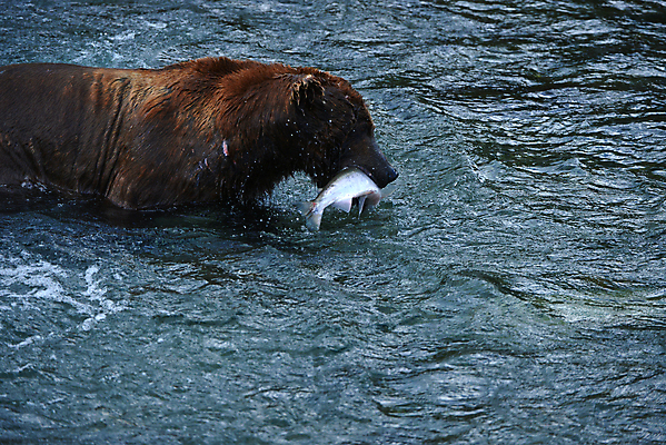 포토 JPG 해외이미지 주간 한마리 야생동물 곰 사람없음 야외 강 사냥 연어 해외포토 자연요소 동물 1 포유류 어류 파일형식 이미지허브