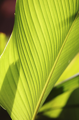 포토 JPG 해외이미지 식물 잎 자연 사람없음 야외 초록색 여름 환경 봄 성장 나뭇가지 신선 해외포토 나무 계절 컬러 생태계 파일형식 이미지허브