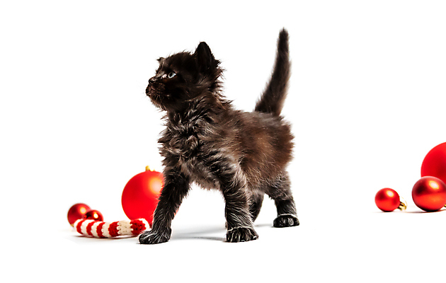 포토 JPG 해외이미지 한마리 응시 새끼 크리스마스장식 실내 사람없음 반려동물 귀여움 고양이 장식볼 흰배경 오너먼트 반려묘 해외포토 동물 1 시선 백그라운드 컨셉 크리스마스 포유류 내부 장식 흰색 파일형식 이미지허브