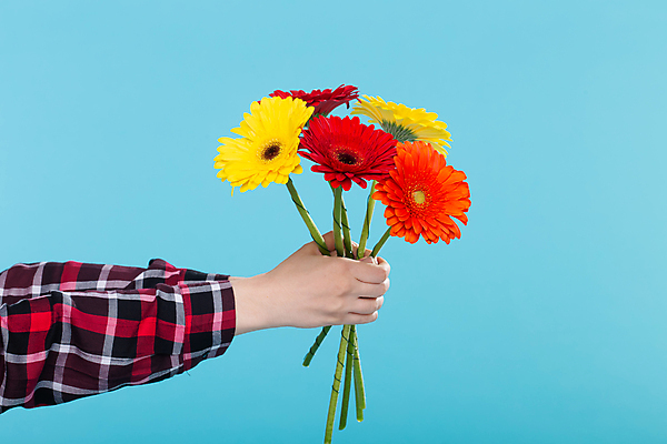 포토 JPG 해외이미지 손 꽃 꽃다발 실내 들기 신체부위 거베라 해외포토 식물 모션 사람 내부 파일형식 이미지허브