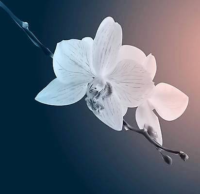 EPS 해외이미지 식물 디자인 꽃 백그라운드 꽃무늬 일러스트 자연 미술 초록색 여름 정원 봄 슬픔 수확 벚꽃 죽음 무덤 신용카드 난초 의식 우아함 떨어짐 심볼 묘사 사인 하와이 호접란 망사 통과 내추럴 장례 이국적 추모 하와이인 현실 해외일러스트 외국인 계절 감정 컬러 컨셉 무늬 농업 문화예술 금융 미국 직물 생태계 파일형식 벡터 이미지허브