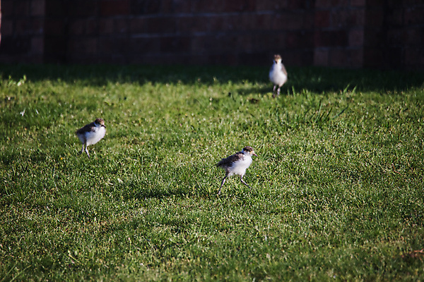포토 JPG 해외이미지 주간 동물 1 호수 얼굴 야생동물 자연 조류 병아리 가면 사람없음 초록색 햇빛 뷰티 검은색 흰색 아기 호주 깃털 부리 동물상 해외포토 자연요소 컬러 사람 신체부위 태양 조형물 오세아니아 생태계 파일형식 이미지허브
