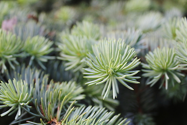 포토 JPG 해외이미지 나무 식물 계절 백그라운드 크리스마스 겨울 패턴 자연 휴가 사람없음 목재 장식 초록색 나뭇가지 신선 소나무 숲 연도 질감 상록수 침엽수 전나무 내추럴 해외포토 기념일 컬러 무늬 재료 생태계 파일형식 이미지허브