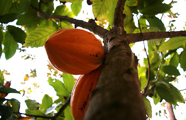 포토 JPG 해외이미지 나무 식물 음식 농업 채소 과일 재료 자연 씨앗 사람없음 농작물 농장 초콜릿 수확 시골 숲 낟알 열대우림 열대과일 유기농 날것 아몬드 내추럴 밭일 숙성 해외포토 웰빙 산업 디저트 견과류 생태계 파일형식 이미지허브