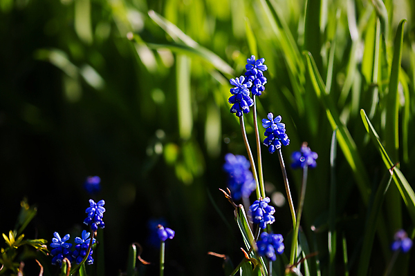 포토 JPG 해외이미지 식물 계절 꽃잎 꽃 백그라운드 꽃무늬 밭 자연 포도 사람없음 초록색 파란색 뷰티 정원 보라색 봄 들꽃 성장 벚꽃 소프트포커스 작음 원예 블루벨 히아신스 해외포토 컬러 무늬 농업 과일 촬영기법 취미 크기 생태계 파일형식 이미지허브
