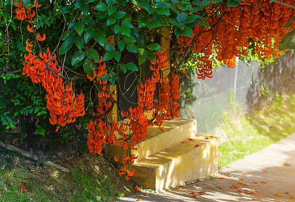 포토 JPG 해외이미지 식물 공원 꽃잎 꽃 아시아 백그라운드 잎 꽃무늬 오렌지 태국 자연 매달리기 씨앗 사람없음 야외 빨간색 여름 컬러풀 뷰티 정원 벚꽃 나뭇가지 개화 묘사 유기농 원예 포도나무 내추럴 해외포토 나무 웰빙 계절 공공시설 나라 컬러 무늬 과일 모션 취미 과일나무 생태계 파일형식 이미지허브